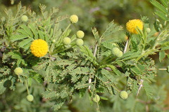 Vachellia tortuosa