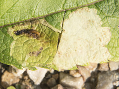 Calycomyza flavinotum