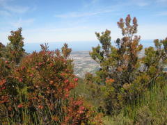 Leucadendron conicum
