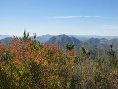 Leucadendron conicum