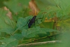 Gnamptopelta obsidianator