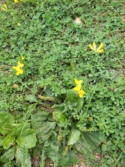 Lotus corniculatus