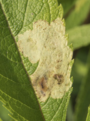 Calycomyza flavinotum