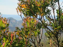 Leucadendron conicum