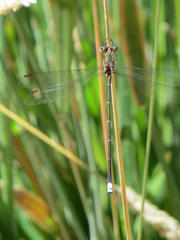 Chlorolestes conspicuus