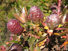 Leucadendron conicum