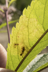 Calycomyza flavinotum