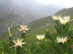 Protea aurea aurea