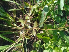 Lindernia procumbens