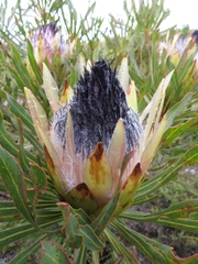 Protea longifolia