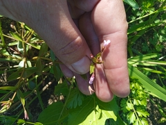 Lindernia procumbens