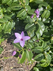 Cryptostegia