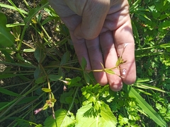 Lindernia procumbens