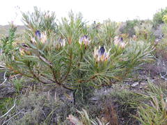 Protea longifolia