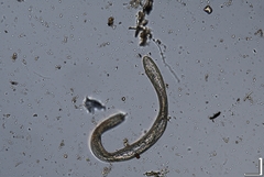 Hemicriconemoides