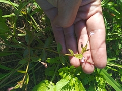 Lindernia procumbens