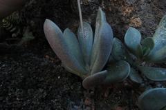 Adromischus caryophyllaceus