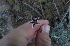 Adromischus caryophyllaceus
