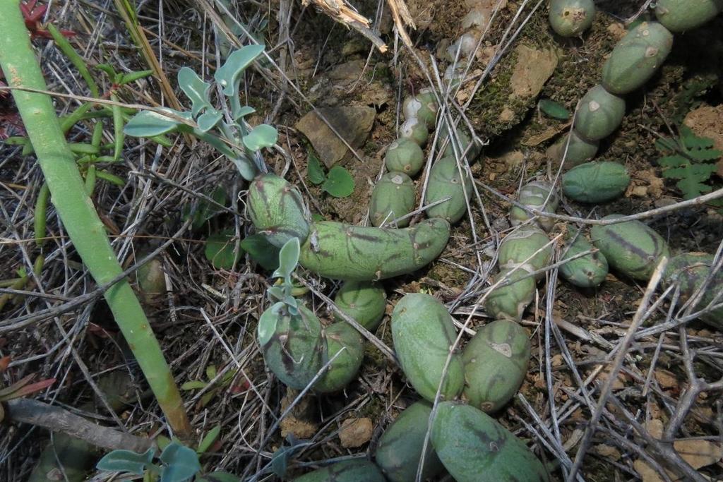 Senecio articulatus f. variegatus 3