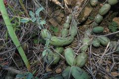 Baculellum articulatum
