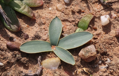 Gethyllis marginata