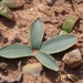 Gethyllis marginata - Photo (c) Alan Horstmann,  זכויות יוצרים חלקיות (CC BY-NC), הועלה על ידי Alan Horstmann