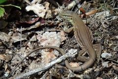 Cnemidophorus murinus