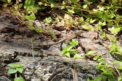 Cnemidophorus murinus