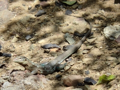 Cnemidophorus murinus