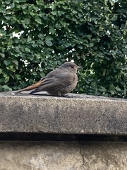 Phoenicurus ochruros