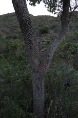 Lachnostylis bilocularis