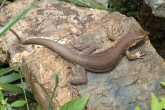 Cnemidophorus murinus