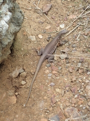 Cnemidophorus murinus