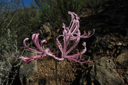 Nerine humilis
