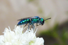 Temnosoma