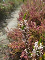 Erica rubiginosa