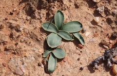 Gethyllis marginata