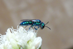 Temnosoma