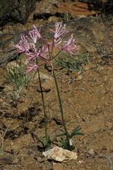 Nerine humilis