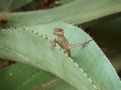 Anolis lineatus