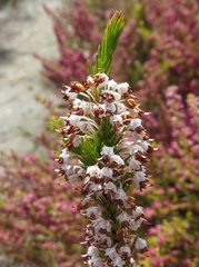 Erica rubiginosa
