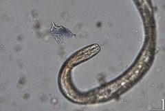 Hemicriconemoides