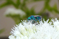 Temnosoma