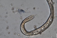Hemicriconemoides