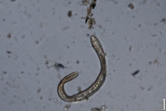 Hemicriconemoides