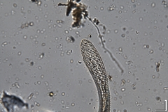 Hemicriconemoides