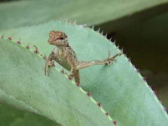 Anolis lineatus