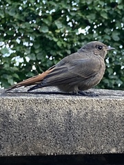 Phoenicurus ochruros