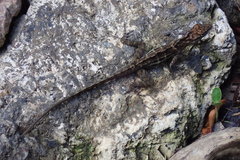 Anolis lineatus