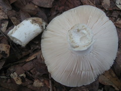 Russula hixsonii